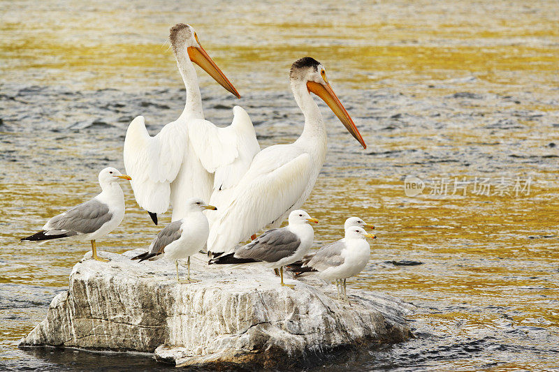Pelican pelacanuserythrorhynchos海鸥鸟